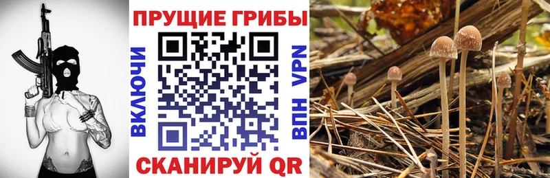 Купить где  Медногорск  Псилоцибиновые грибы MAGIC MUSHROOMS 